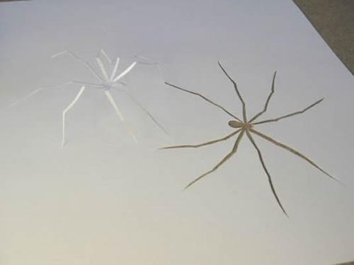 spider